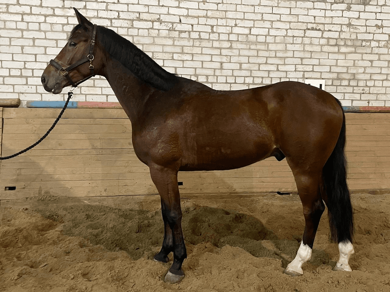 Canvas Dream thumbnail 2