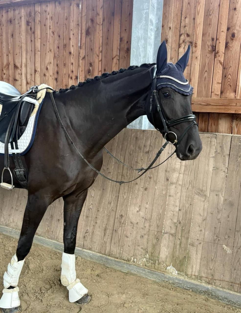 Fürst's Bella thumbnail 2