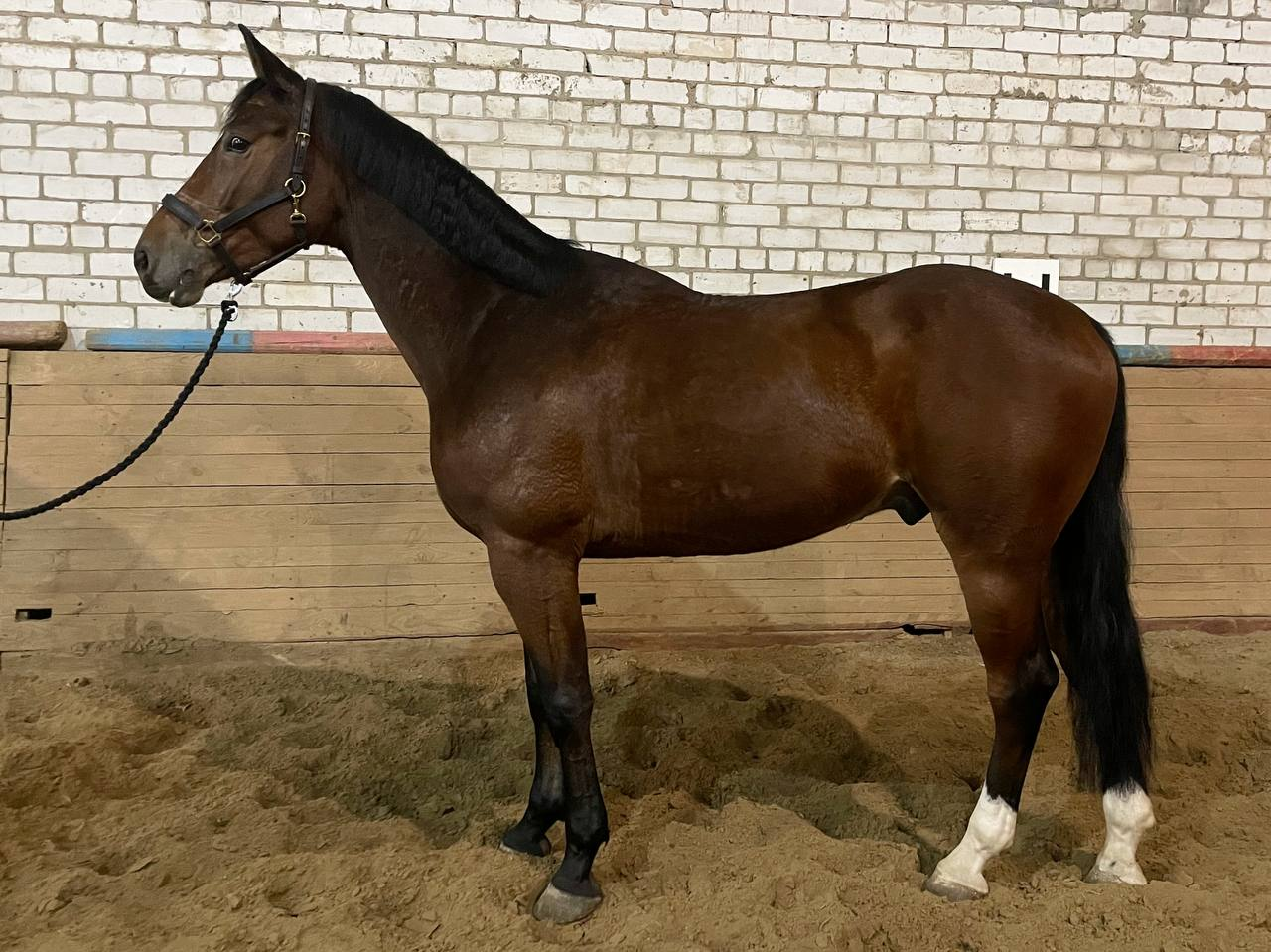 Canvas Dream thumbnail 2